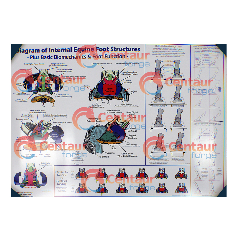 Anatomy & Biomechanics Poster